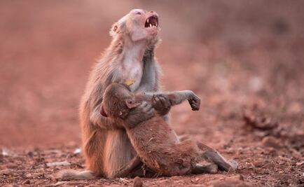 Circulan fotos apócrifas sobre el incendio en la Amazonia