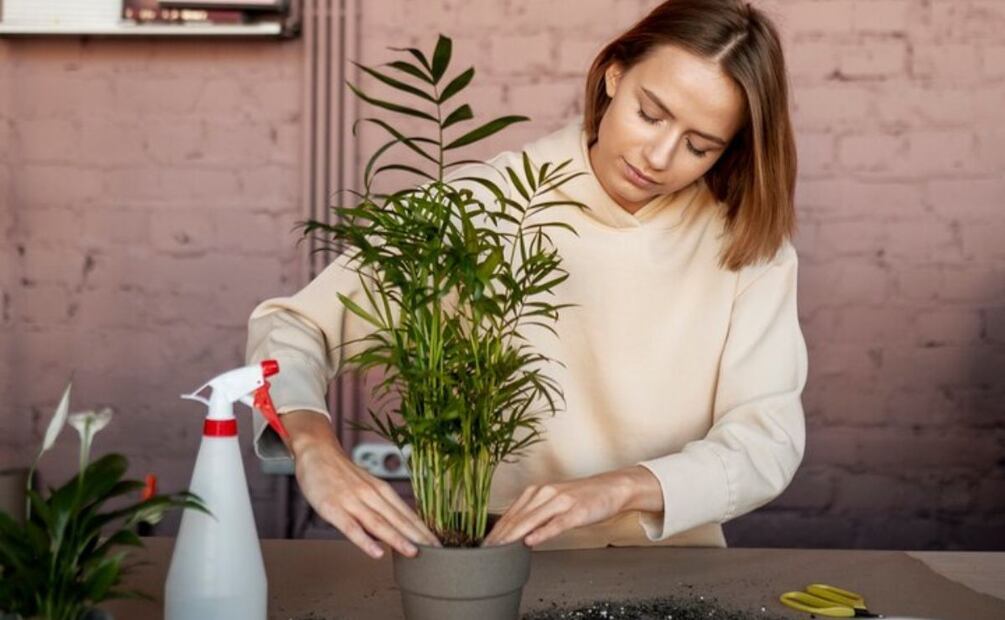 Las plantas siempre le dan una vista nueva a la decoración de espacios interiores. Foto: Archivo / El Universal