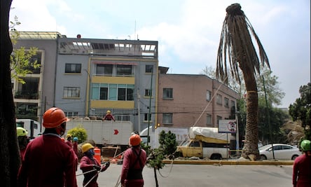 ¿En qué consiste el plan de atención a las Palmeras en CDMX?