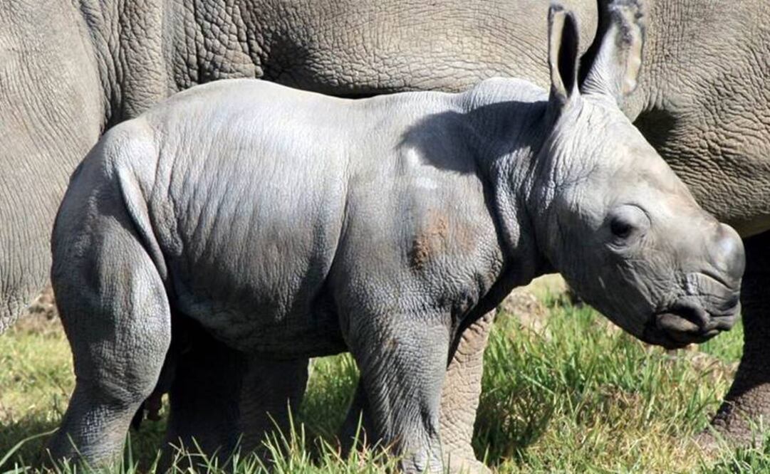 Se encuentra al borde de la extinción con tan solo tres ejemplares en el planeta. Foto: Archivo