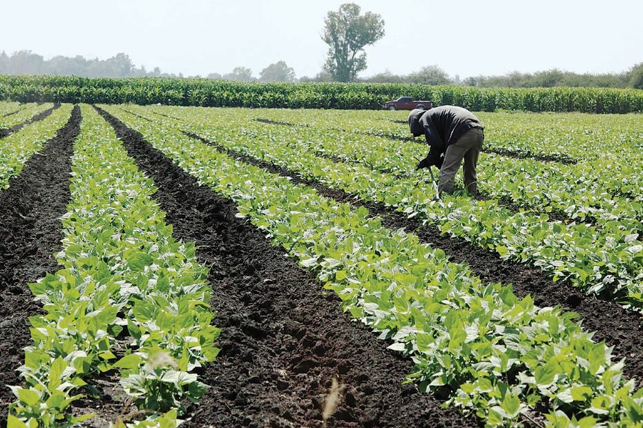 Sector agropecuario creó 525 mil plazas en enero. Foto: archivo