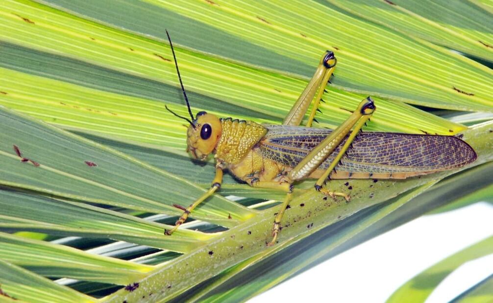 Debido a la falta de pruebas y a datos ambiguos, algunos diputados y colaboradores de EL UNIVERSAL aseguraron que las langostas eran “una plaga mental que sólo existe en ciertas cabezas” y que se utiliza como arma política. Las autoridades llevaron a testigos a los campos infestados para demostrarles la situación. Foto: Silvia Hernández/EL UNIVERSAL.