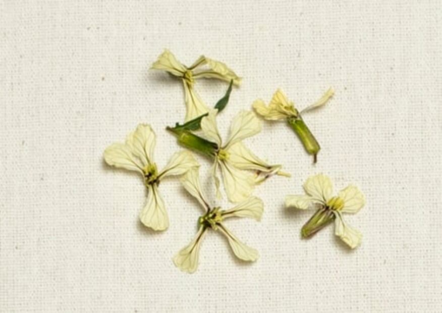 A esto saben las flores y los brotes cuando cocinas con ellos