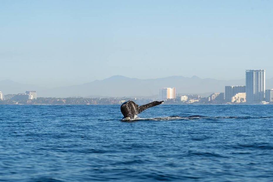 Foto: Vallarta Adventures