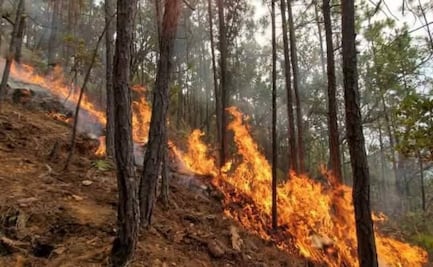 Reportan incendio forestal en municipio de Oaxaca; es la misma localidad que hizo llamado por posible ataque armado