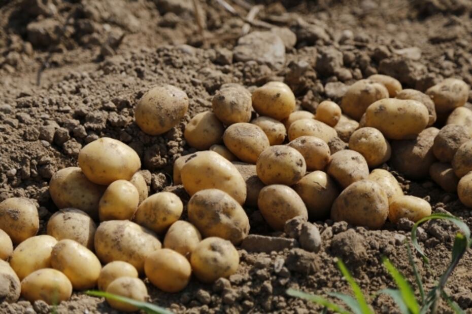 Patatas a la importancia, un platillo económico y rendidor con origen español 