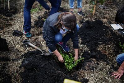 Cinvestav apuesta por el uso de hongos para beneficiar a la reforestación