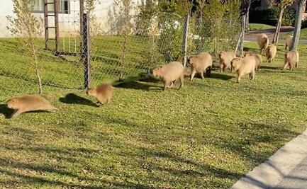 La Rebelión de los Capibaras y el debate que han desatado en Argentina