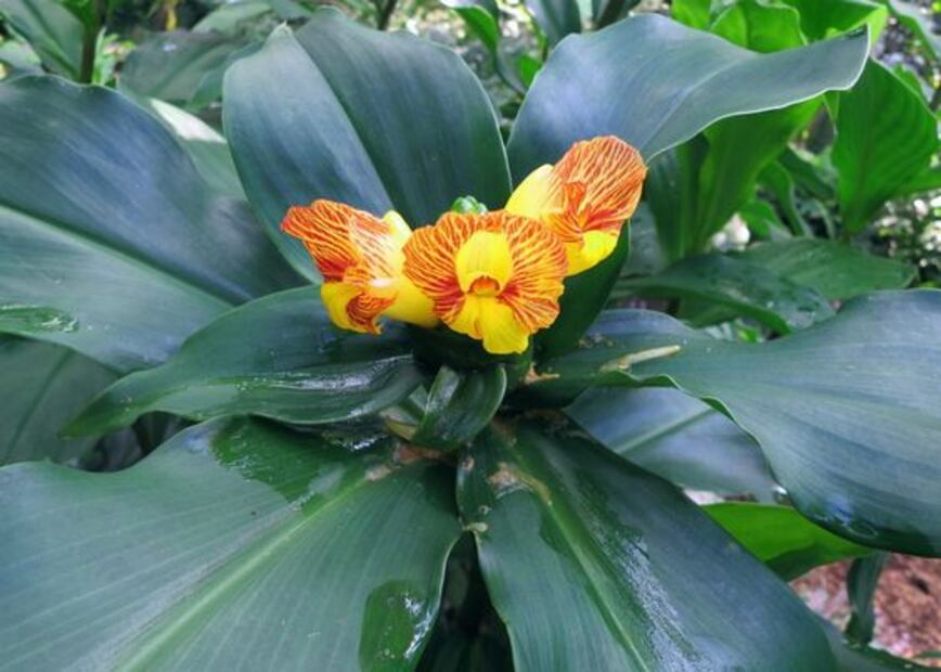 Conoce la planta que reduce los niveles de azúcar en sangre