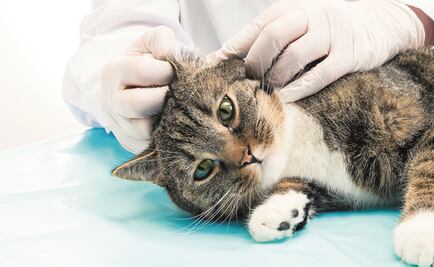 Registran 3 casos de peste negra en gatos de EU