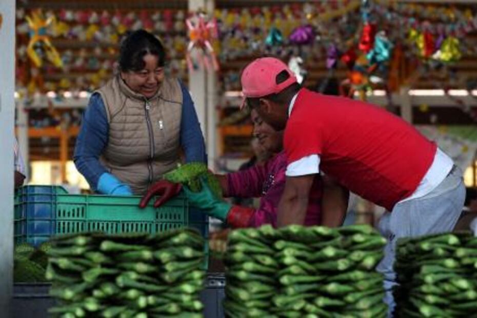 Frenan innovación de nopal