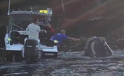 Ayudan a ballena enredada en bolsa de plástico