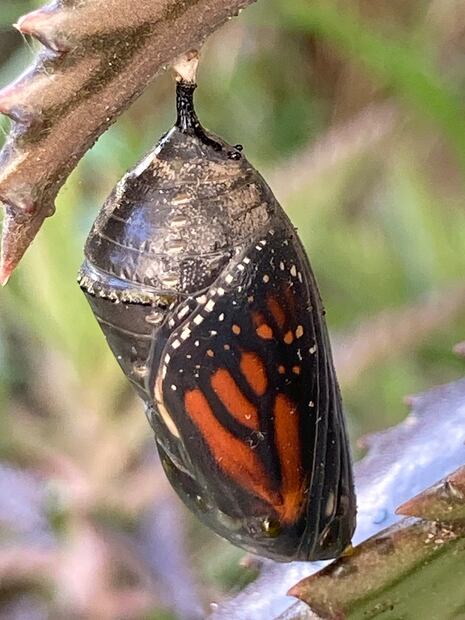 19. Transformación de crisálida a macho de mariposa monarca. ©Omar Vidal