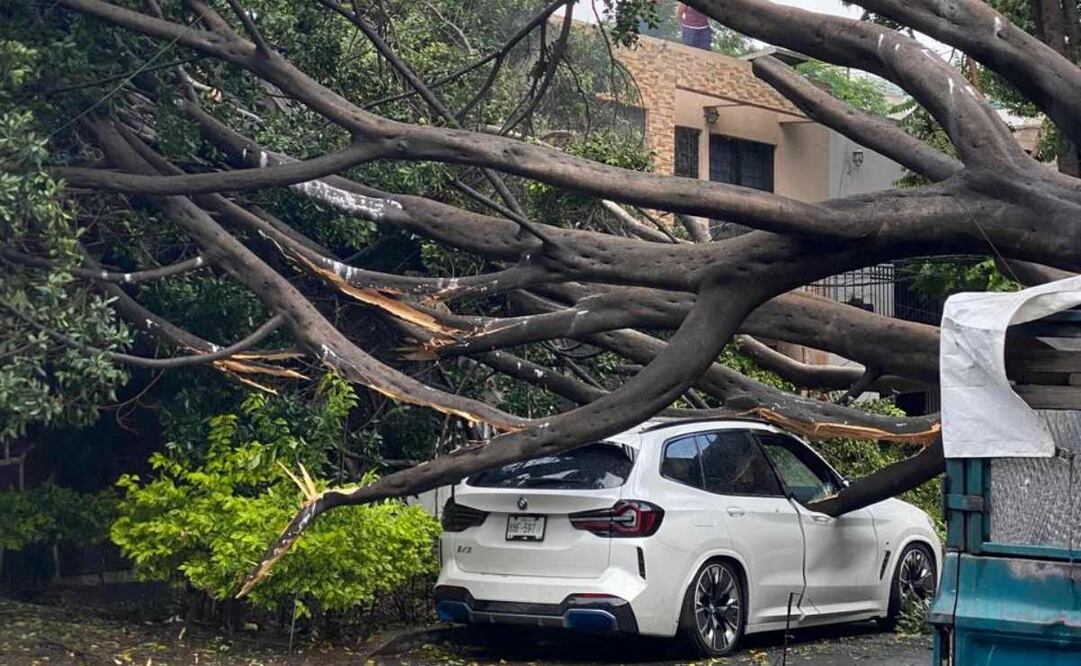 Árbol de casi 15 metros colapsa sobre autos en la alcaldía Benito Juárez. Foto: Valente Rosas / EL UNIVERSAL