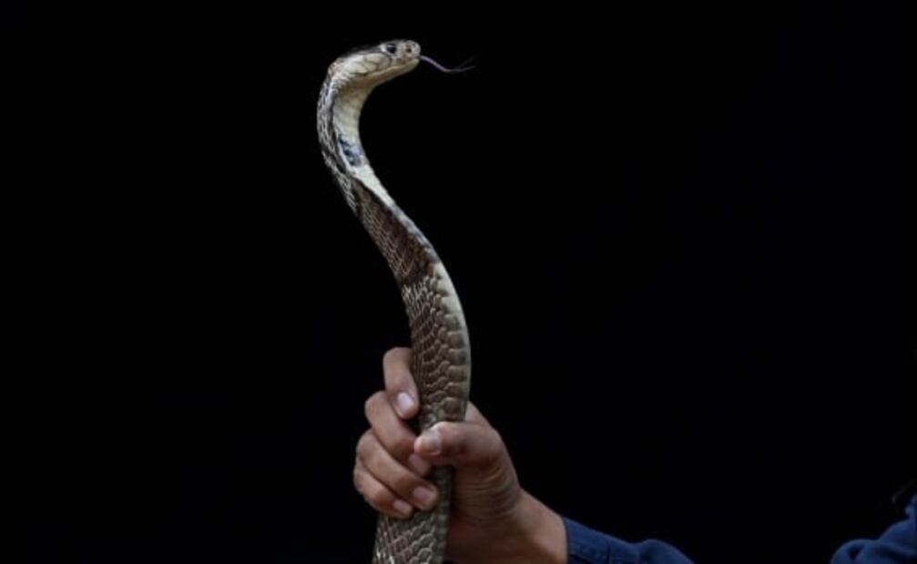 "No te recomiendo que lo hagas", dice encantador de serpientes en Tailandia