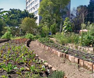 Van por sustentabilidad en la CDMX mediante huertos