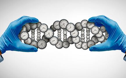 Los relojes moleculares y el envejecimiento