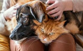 ¿Tu mascota intenta decirte algo?; así puedes entender su lenguaje corporal