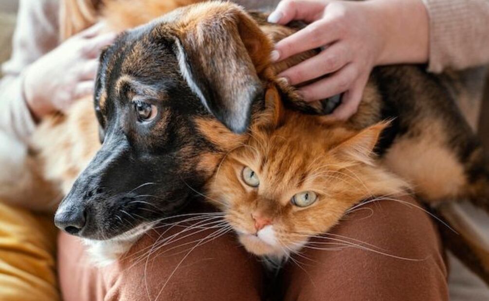 Una visión a 10.000 años con inteligencia artificial de nuestras mascotas. Fuente: Freepik.