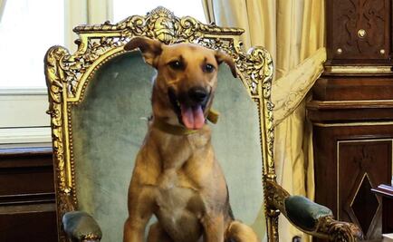 Macri presenta a su perro sentado en la silla presidencial