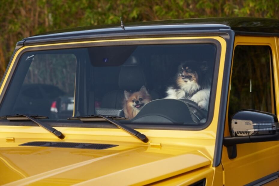 5 consejos para quitar pelo de perro de los asientos de tu auto