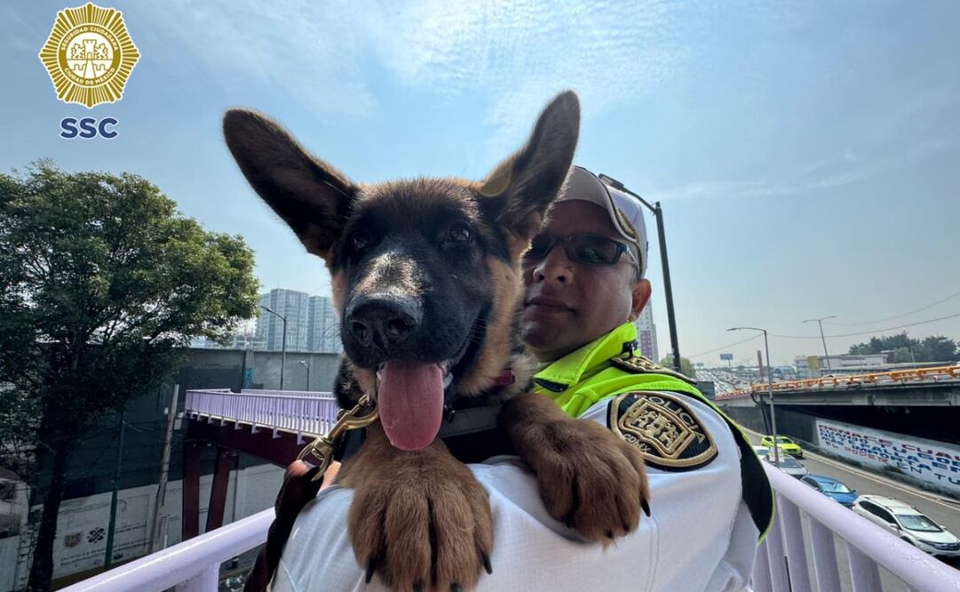 "Indara" se suma al ERUM de CDMX; entrenarán a cachorra para rescate en estructuras colapsadas. Foto: Especial