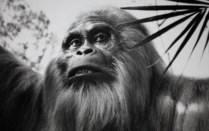 Científicos revelan los secretos del primate más grande que ha existido 