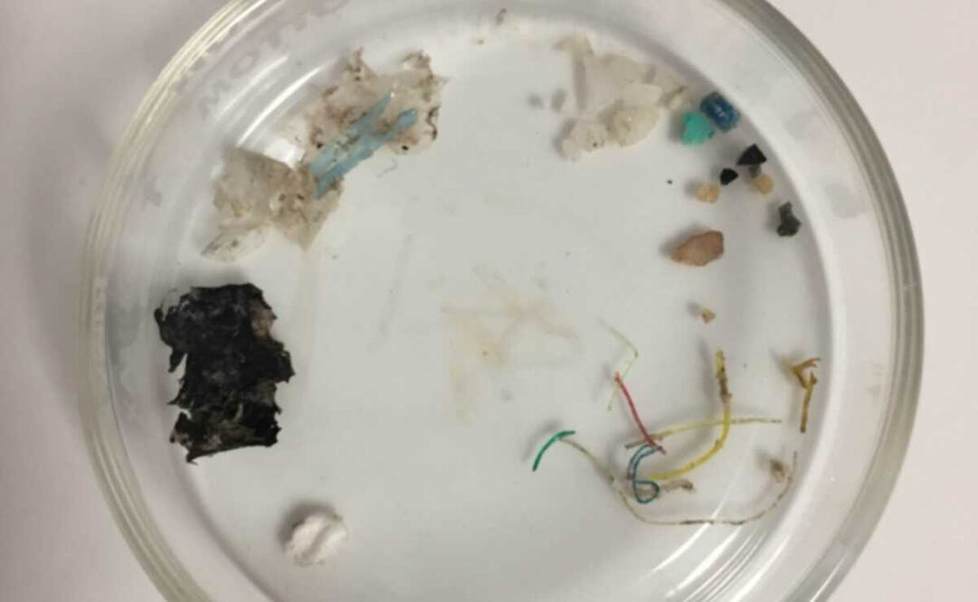 Imagen ilustrativa. Foto: UNAM