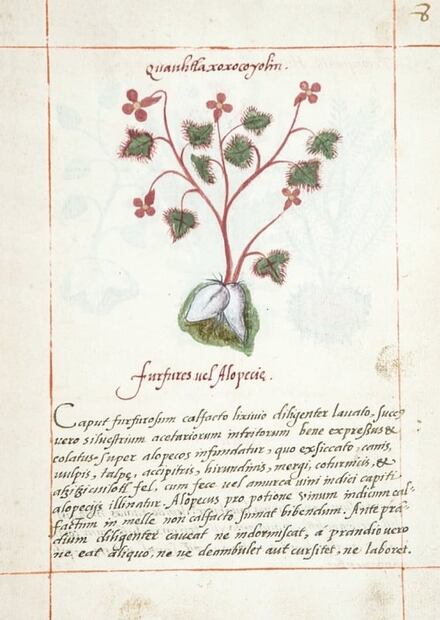 Presentan edición facsimilar del Códice de la Cruz-Badiano