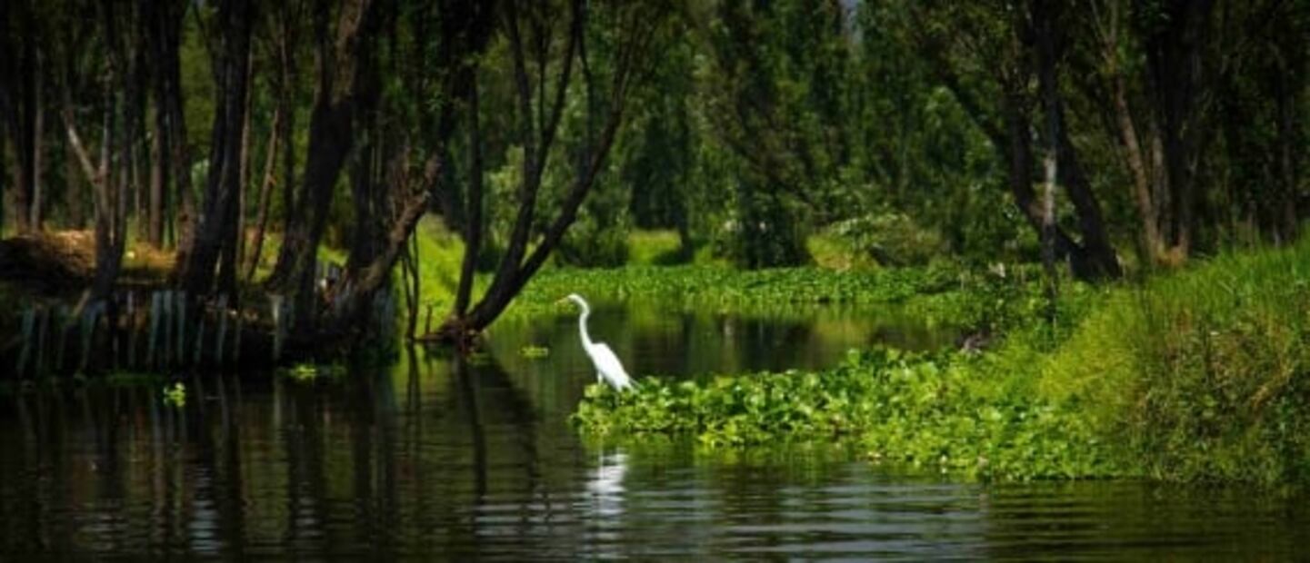 7 tours en Xochimilco fuera de lo común y que no querrás perderte