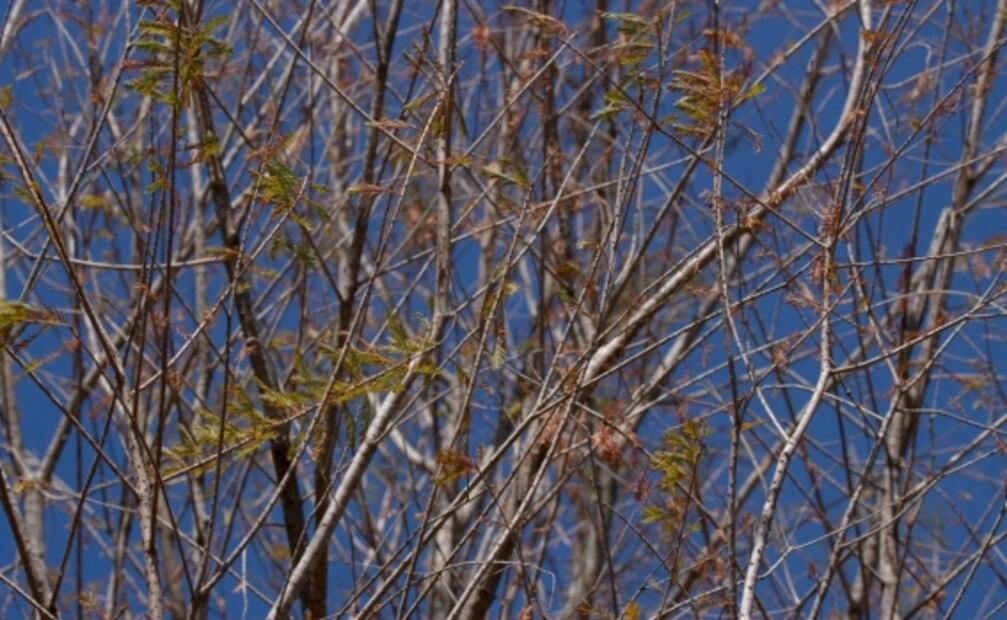 ¿Y el ahuehuete de Paseo de la Reforma? Gobierno dice que comienza a reverdecer