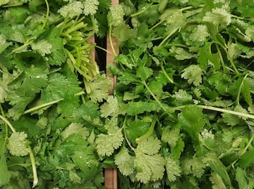 ¿Qué pasa si comes cilantro todos los días?