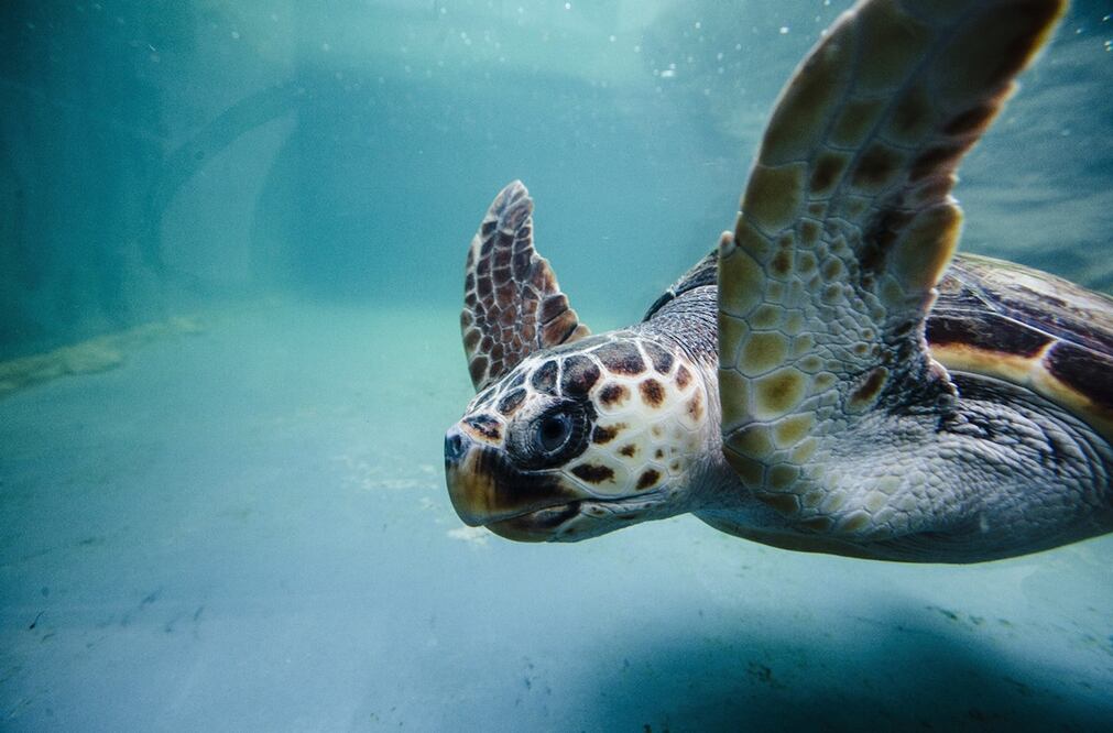 Foto: EFE/Jorge Zapata, archivo