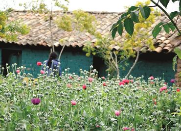 PGR investiga cultivo de amapola en Guerrero