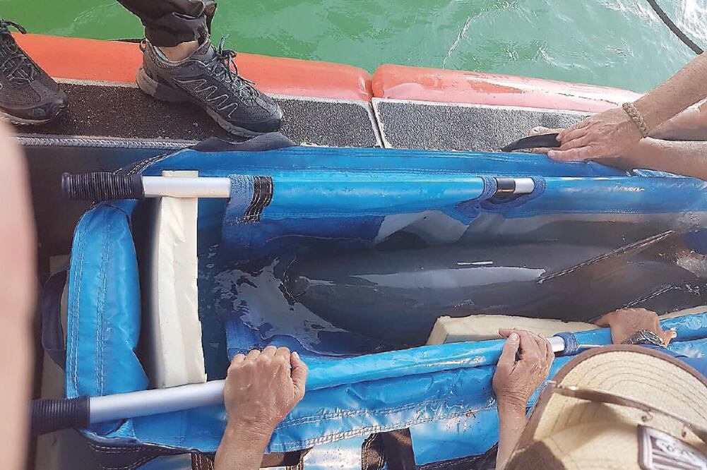 Desde el momento de la captura, la vaquita marina estuvo bajo constante cuidado y observación de su salud, de acuerdo con el equipo de especialistas (ESPECIAL)
