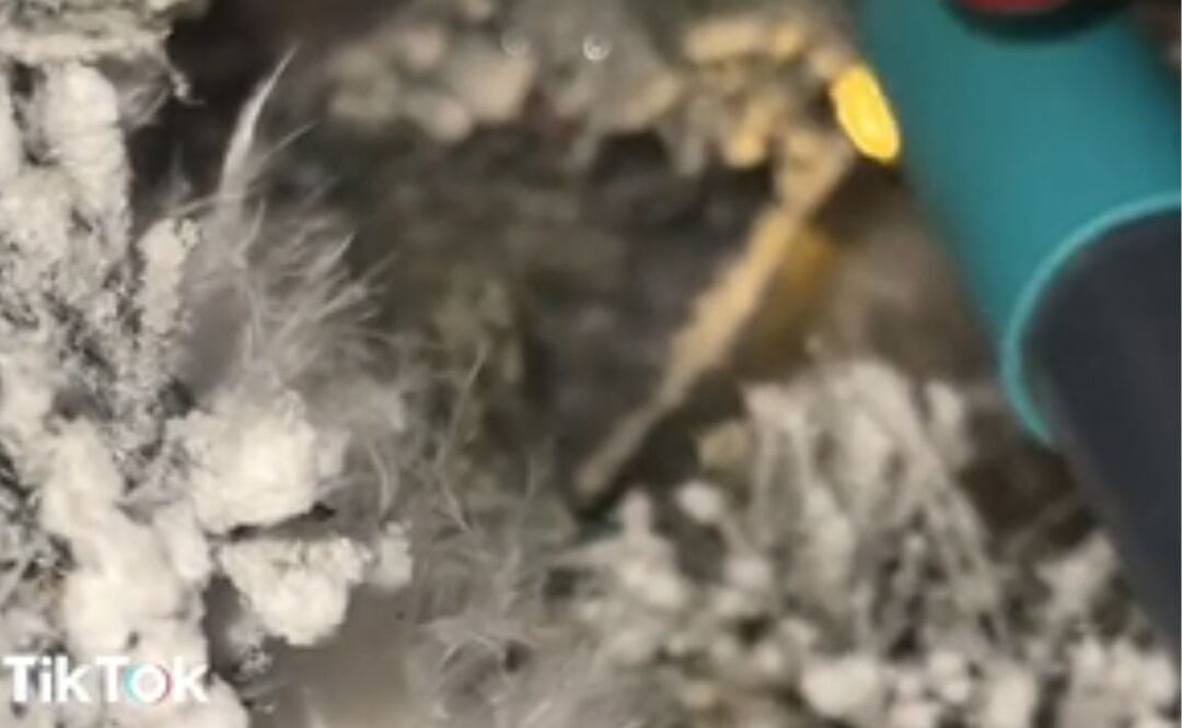 Con la ayuda de un palo de escoba encontró el animal. Foto: TikTok @gina_premmama