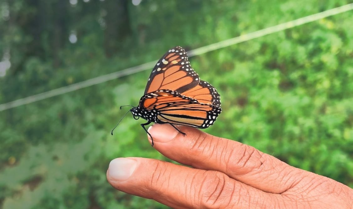 Mariposas monarca volaron miles de kilómetros desde Canadá para hibernar en el Santuario de la Mariposa, conocido popularmente como El Rosario. Foto: Luis Carrera / EL UNIVERSAL