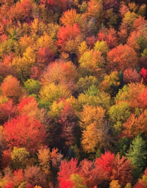 Por qué en otoño las hojas cambian de color