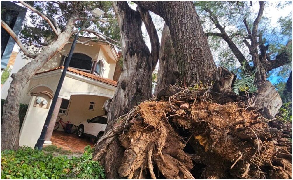 Afectaciones por vientos y caída de arboles en Zacatecas (10/01/20259. Foto: Protección Civil