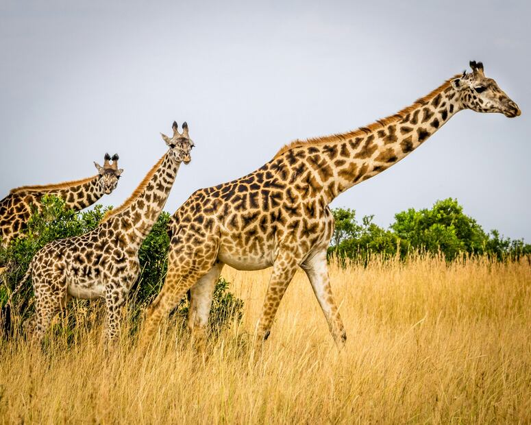 En Africam Safari aprenderás sobre el cuidado de jirafas, leones, cebras, rinocerontes y más. Foto: Unsplash