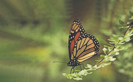La mariposa monarca vuelve a sus bosques más fuerte