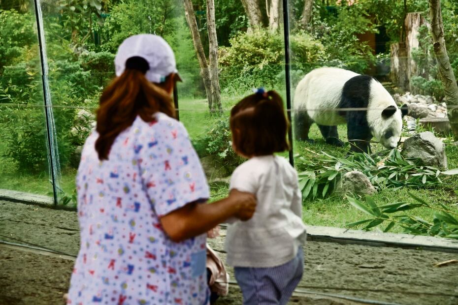 La panda gigante es una de las más queridas por los trabajadores y visitantes del zoológico. Foto: Germán Espinosa / EL UNIVERSAL 