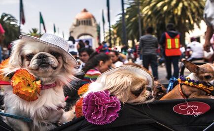 La moda de vestir perros en los años 20