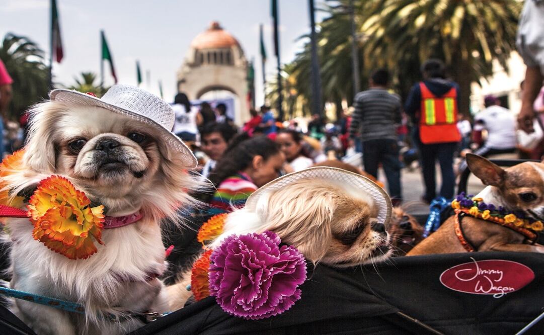 La moda de vestir perros en los años 20