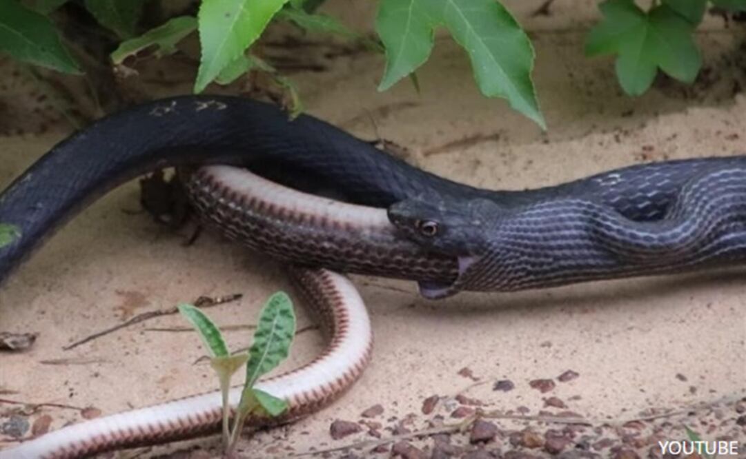 (FOTO:Tomada de Youtube)