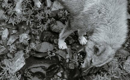 Captan a hombre alimentado a su perro con gatitos