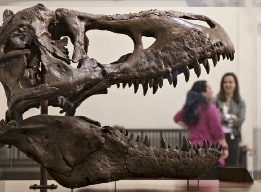 El T Rex caminaba a la velocidad del ser humano y actuaba como lobo