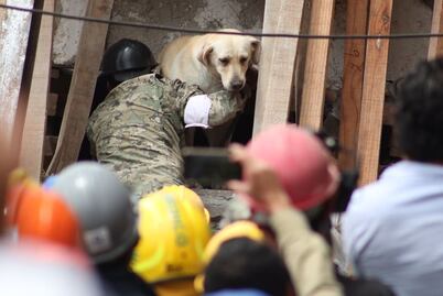 Redes se desbordan por los "Paw Patrol" mexicanos
