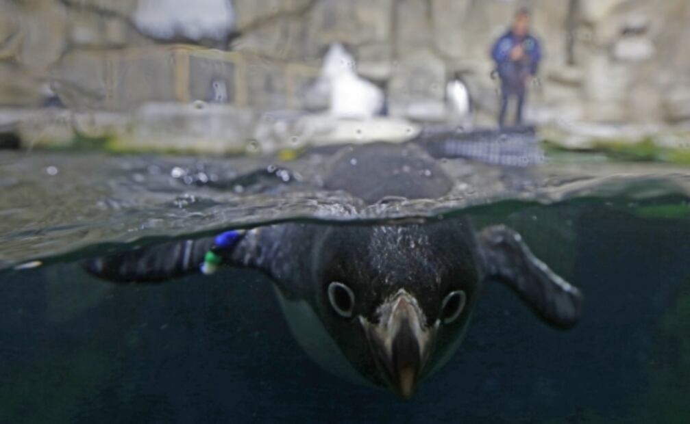 Nacen dos pingüinos de Adelia en zoológico de Guadalajara