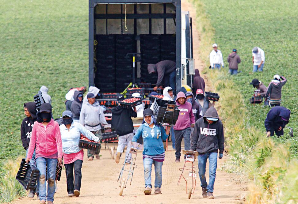 Trabajadores agrícolas de San Quintín se reúnen hoy con el subsecretario de Gobernación, Luis Enrique Miranda, encuentro en el que esperan se dé una solución a sus demandas de mejora salarial
